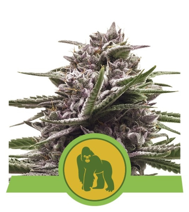 Royal Gorilla Automatic AUSVERKAUF