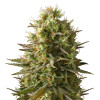Amnesia Original AUSVERKAUF