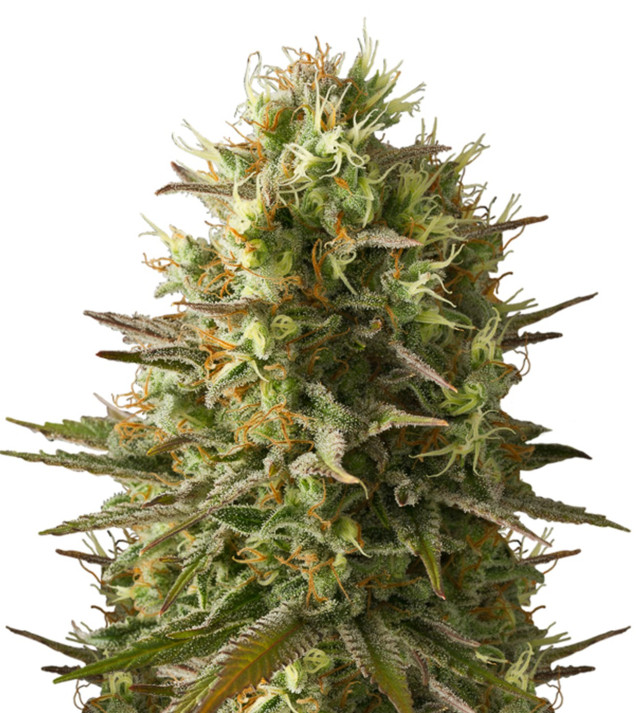 Amnesia Original AUSVERKAUF