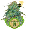 Royal Haze Automatic AUSVERKAUF
