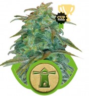 Royal Haze Automatic AUSVERKAUF