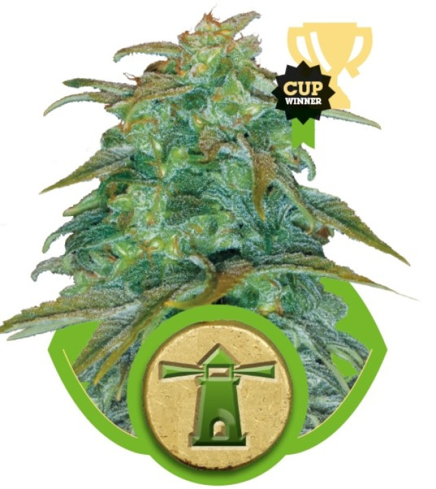 Royal Haze Automatic AUSVERKAUF