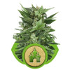 Royal Kush Automatic AUSVERKAUF