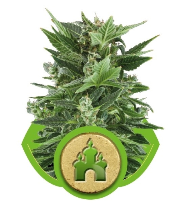 Royal Kush Automatic AUSVERKAUF