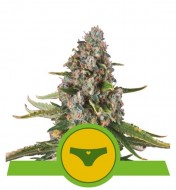 Sherbet Queen Automatic AUSVERKAUF