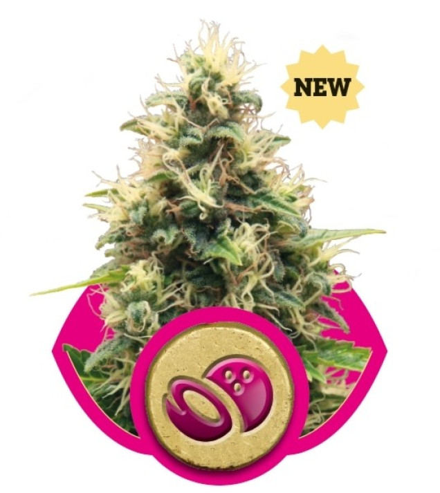 Somango XL AUSVERKAUF