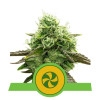 Sweet ZZ Auto AUSVERKAUF