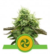 Sweet ZZ Auto AUSVERKAUF