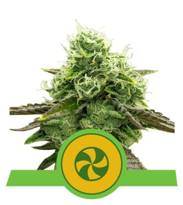 Sweet ZZ Auto AUSVERKAUF