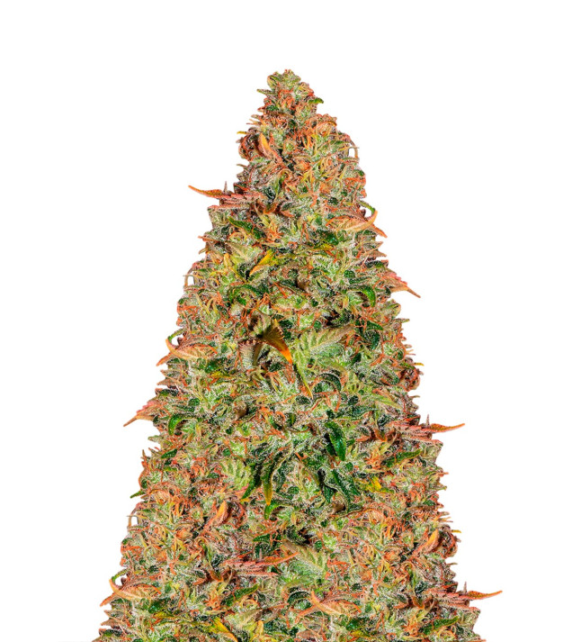Zkittle Auto AUSVERKAUF