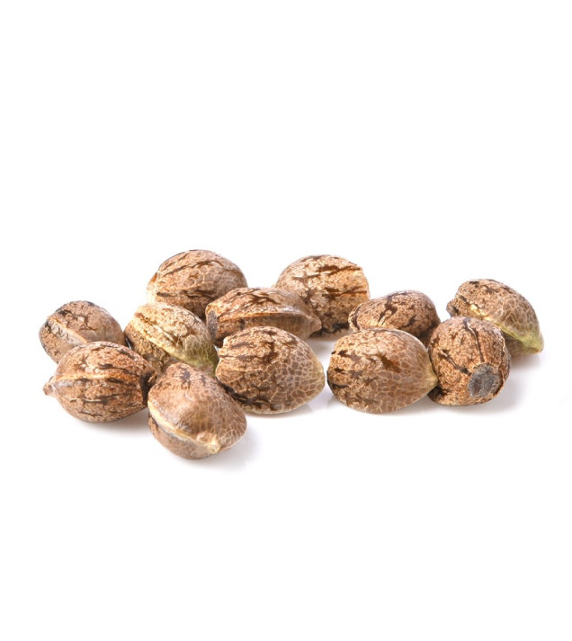 Zkittle Auto AUSVERKAUF