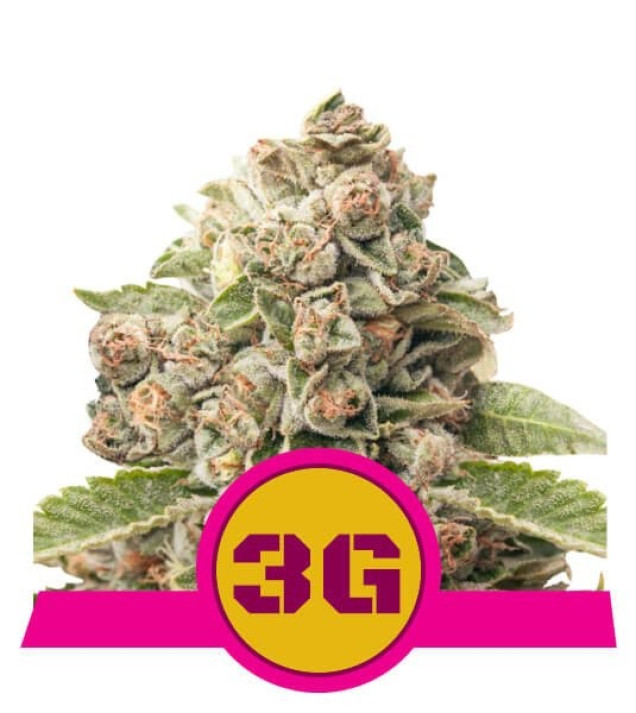 Triple G AUSVERKAUF