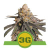 Triple G Auto AUSVERKAUF