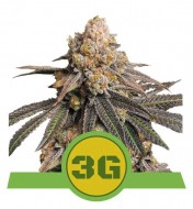 Triple G Auto AUSVERKAUF