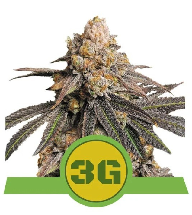 Triple G Auto AUSVERKAUF