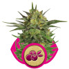 Haze Berry AUSVERKAUF