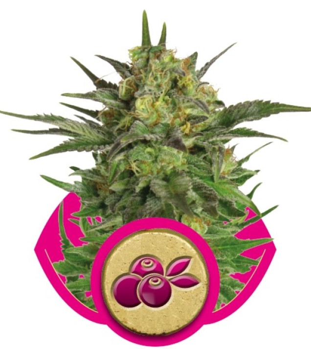 Haze Berry AUSVERKAUF