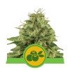 Haze Berry Auto AUSVERKAUF