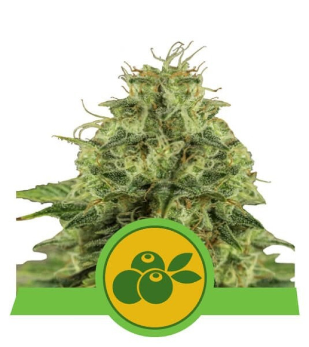 Haze Berry Auto AUSVERKAUF