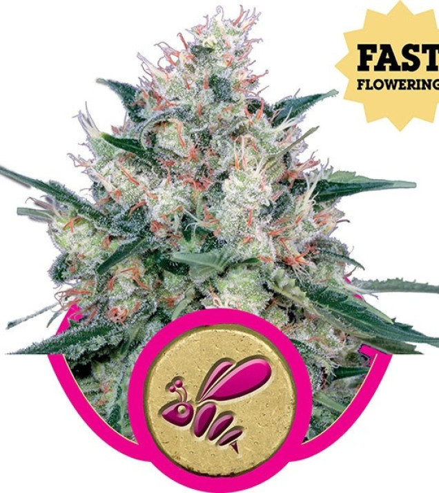 Honey Cream Fast Flowering AUSVERKAUF