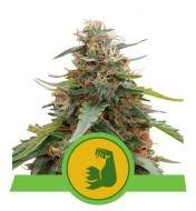 Hulkberry Auto AUSVERKAUF