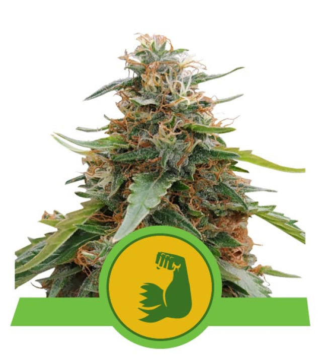 Hulkberry Auto AUSVERKAUF