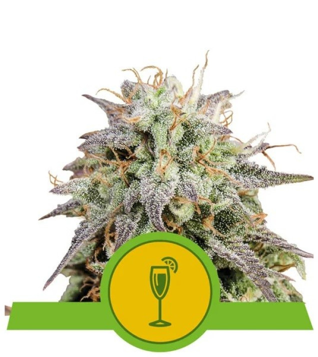 Mimosa Automatic AUSVERKAUF