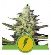 North Thunderfuck Auto AUSVERKAUF