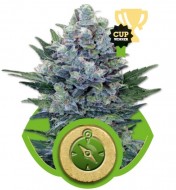 Northern Light Automatic AUSVERKAUF