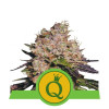 Purple Queen Auto AUSVERKAUF