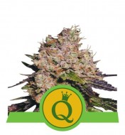 Purple Queen Auto AUSVERKAUF