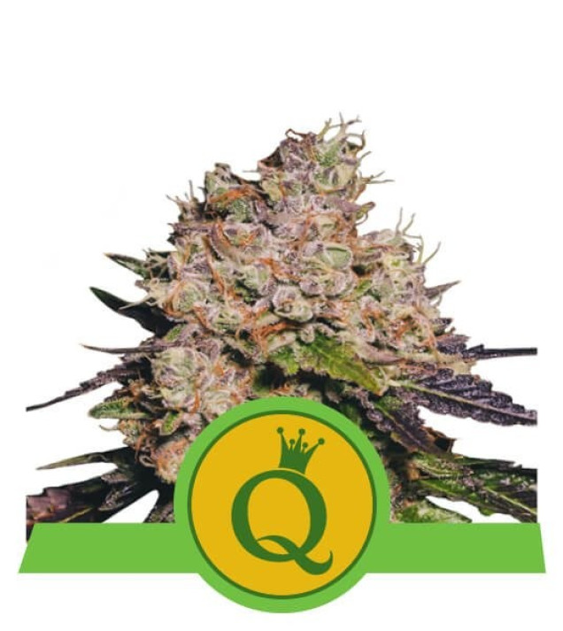 Purple Queen Auto AUSVERKAUF