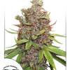 Auto Glueberry O.G. AUSVERKAUF