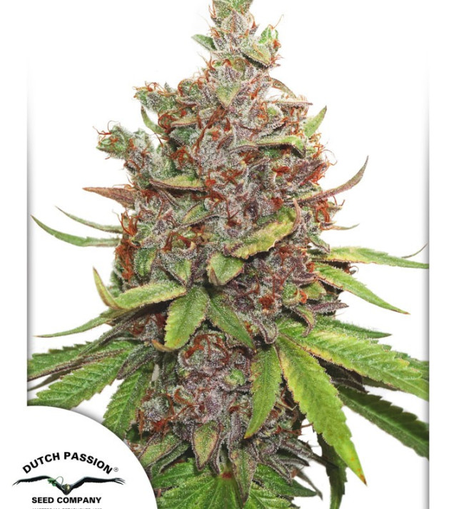Auto Glueberry O.G. AUSVERKAUF