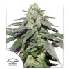 Auto Skywalker Haze AUSVERKAUF