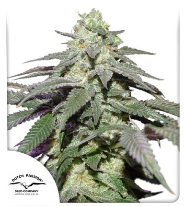 Auto Skywalker Haze AUSVERKAUF