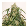 Auto Skywalker Haze AUSVERKAUF