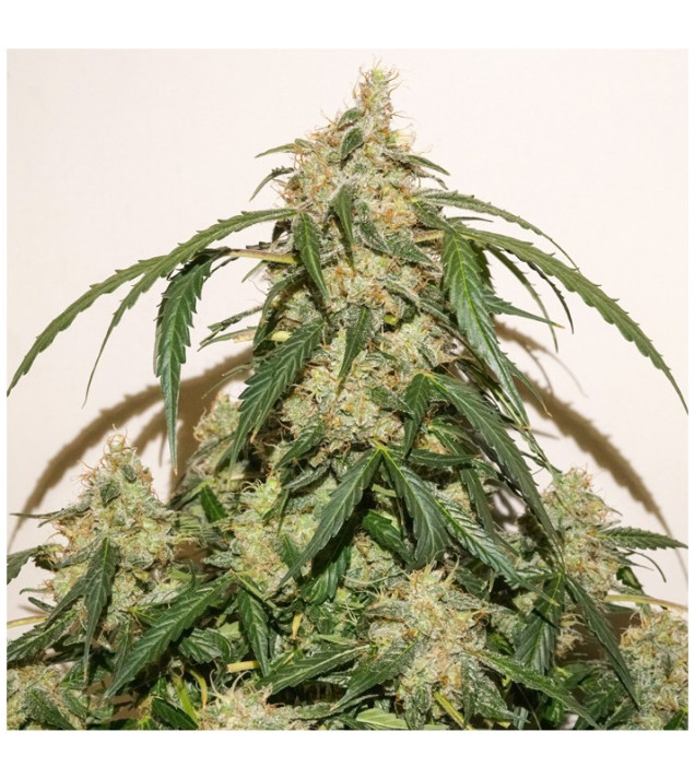 Auto Skywalker Haze AUSVERKAUF