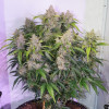 Auto Skywalker Haze AUSVERKAUF