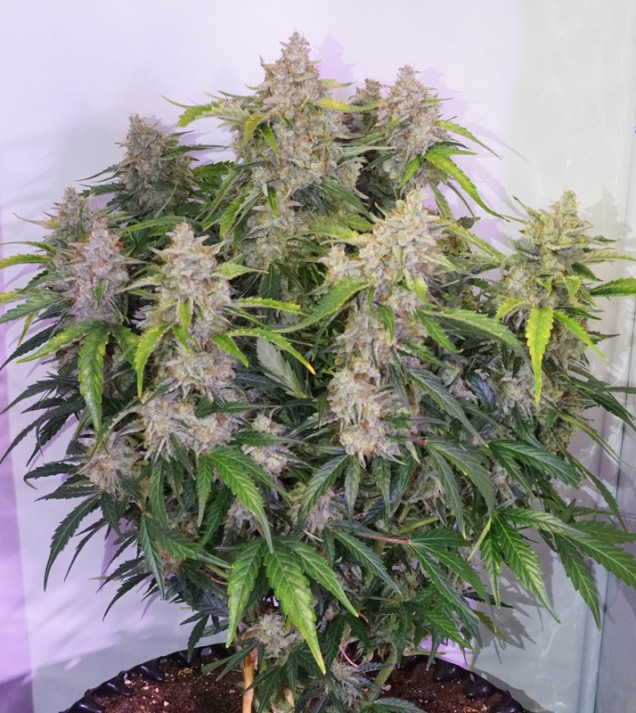 Auto Skywalker Haze AUSVERKAUF