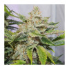 Auto Skywalker Haze AUSVERKAUF