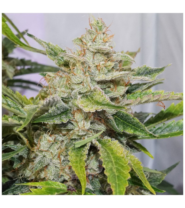 Auto Skywalker Haze AUSVERKAUF
