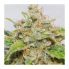 Auto Skywalker Haze AUSVERKAUF