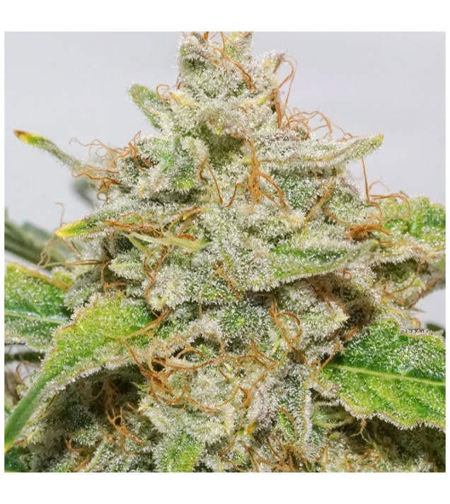 Auto Skywalker Haze AUSVERKAUF