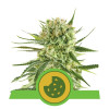 Royal Cookies Autoflowering AUSVERKAUF