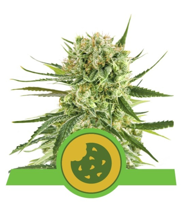 Royal Cookies Autoflowering AUSVERKAUF