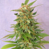 Ginger Punch Auto AUSVERKAUF