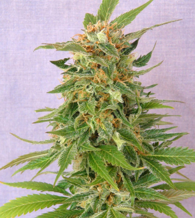 Ginger Punch Auto AUSVERKAUF