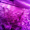 Ginger Punch Auto AUSVERKAUF