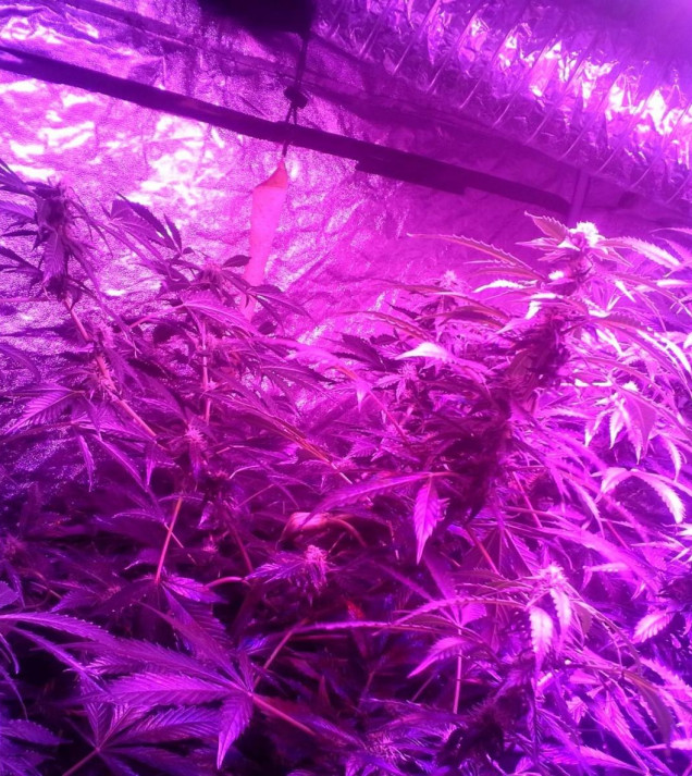 Ginger Punch Auto AUSVERKAUF